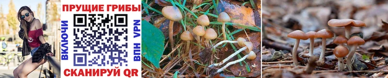 Псилоцибиновые грибы Cubensis  mega tor  Мамоново 